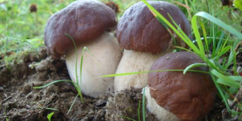 Самостоятельное выращивание грибов на дачном участке или огороде