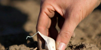 Как правильно посадить и вырастить чеснок в открытом грунте?