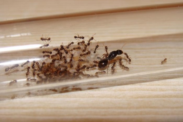 Гелеобразный препарат от муравьев
